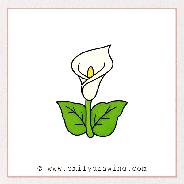 Preview of Calla Lily drawing
